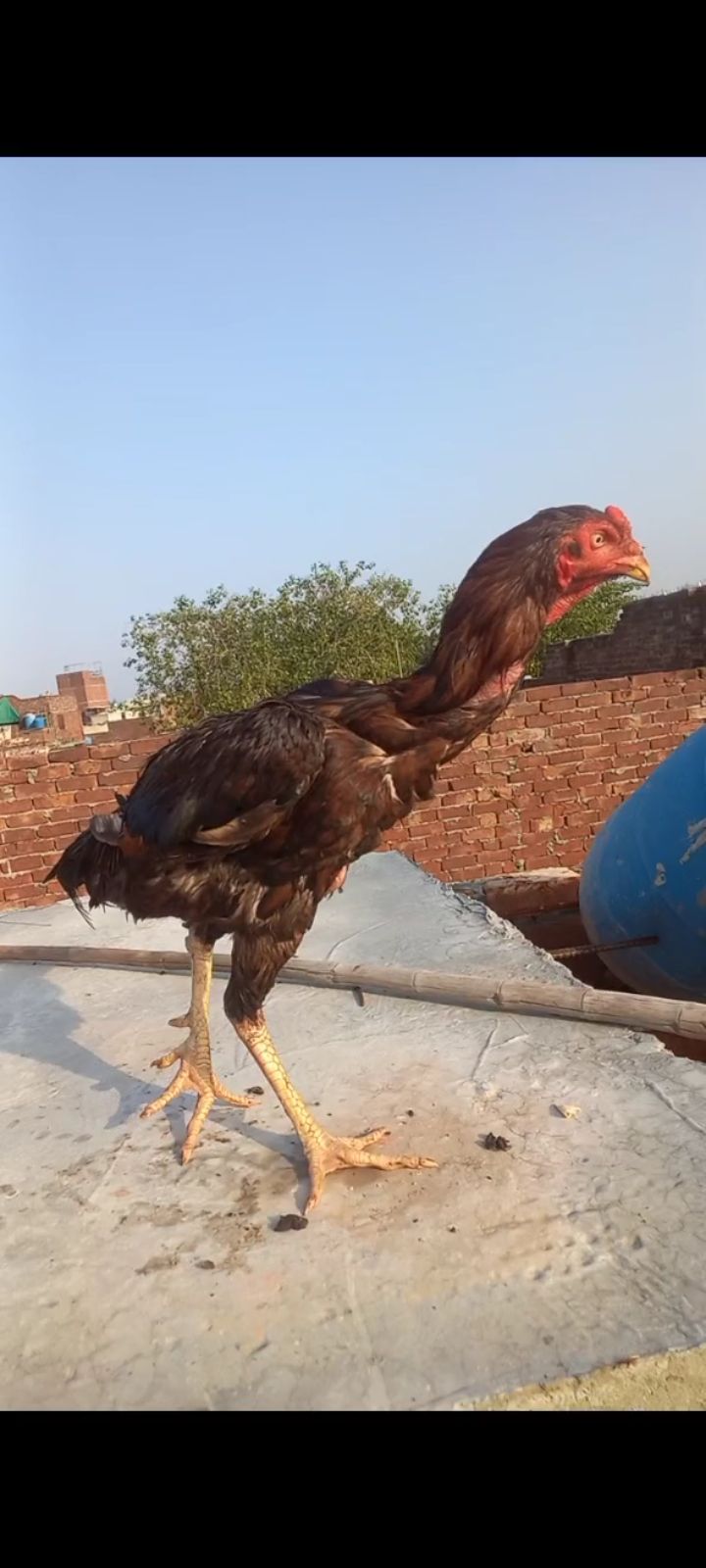 miya wali our shamo cross aseel murga murga bhot achi blood line ka ha by Muzammil Butt