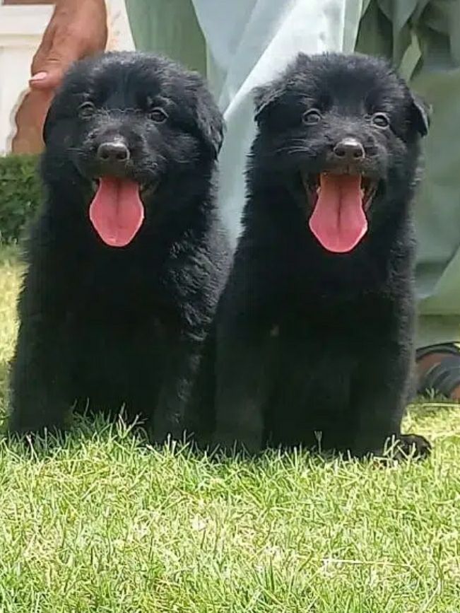 German sheperd gsdmale end female for sale by Sonu Gillani