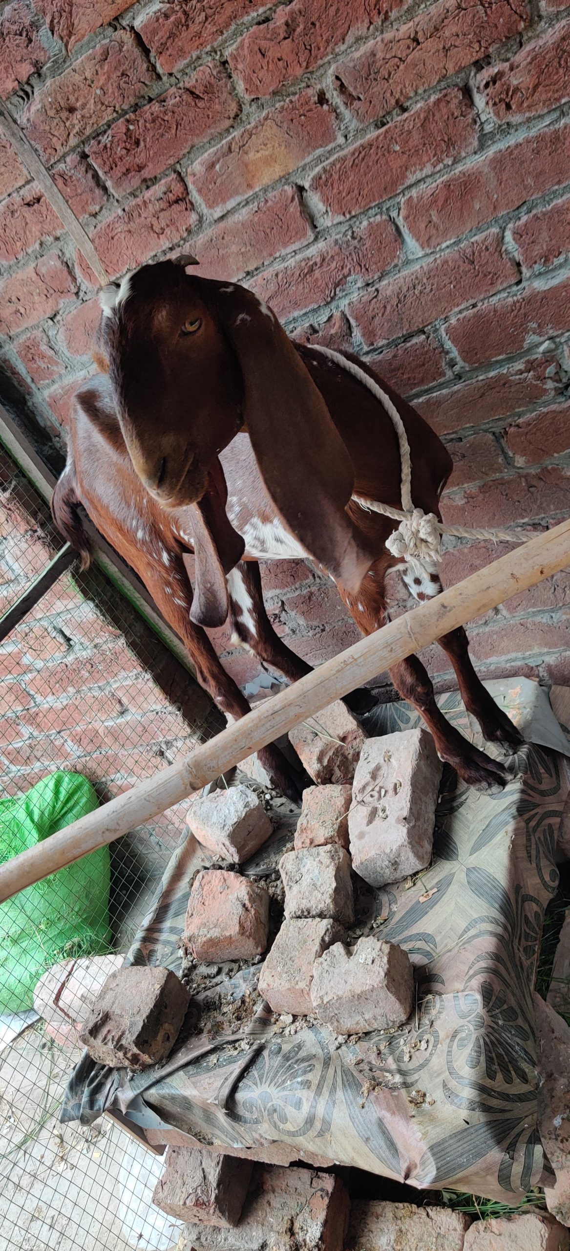 Dasi nagri path by Awais Ali