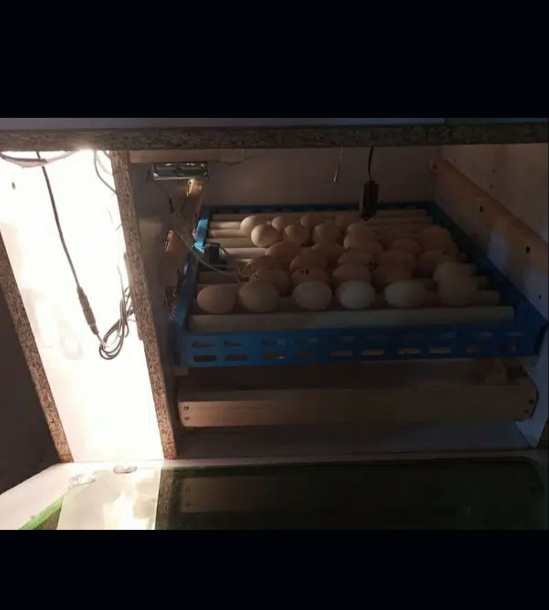 Inqubator for sale by Dr Iram