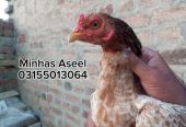 Aseel Madi for sale by Zohaib Minhas