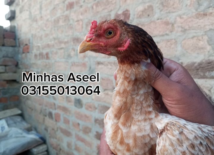 Aseel Madi for sale by Zohaib Minhas