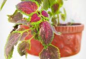 Coleus plants 🎍🌵 by Rafhan Mayo