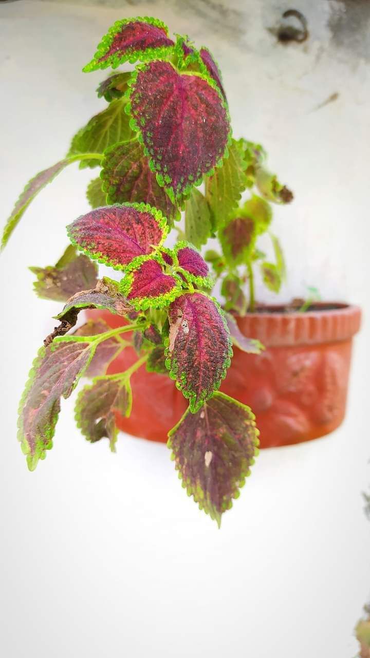 Coleus plants 🎍🌵 by Rafhan Mayo