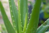 Alovera plant all Pakistan delivered by Rafhan Mayo