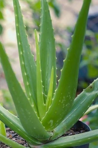 Alovera plant all Pakistan delivered by Rafhan Mayo