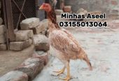 Aseel Madi for sale by Zohaib Minhas
