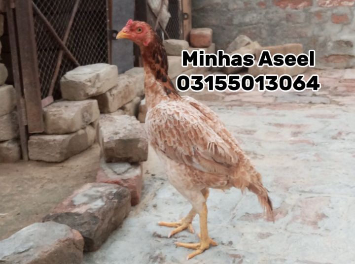 Aseel Madi for sale by Zohaib Minhas