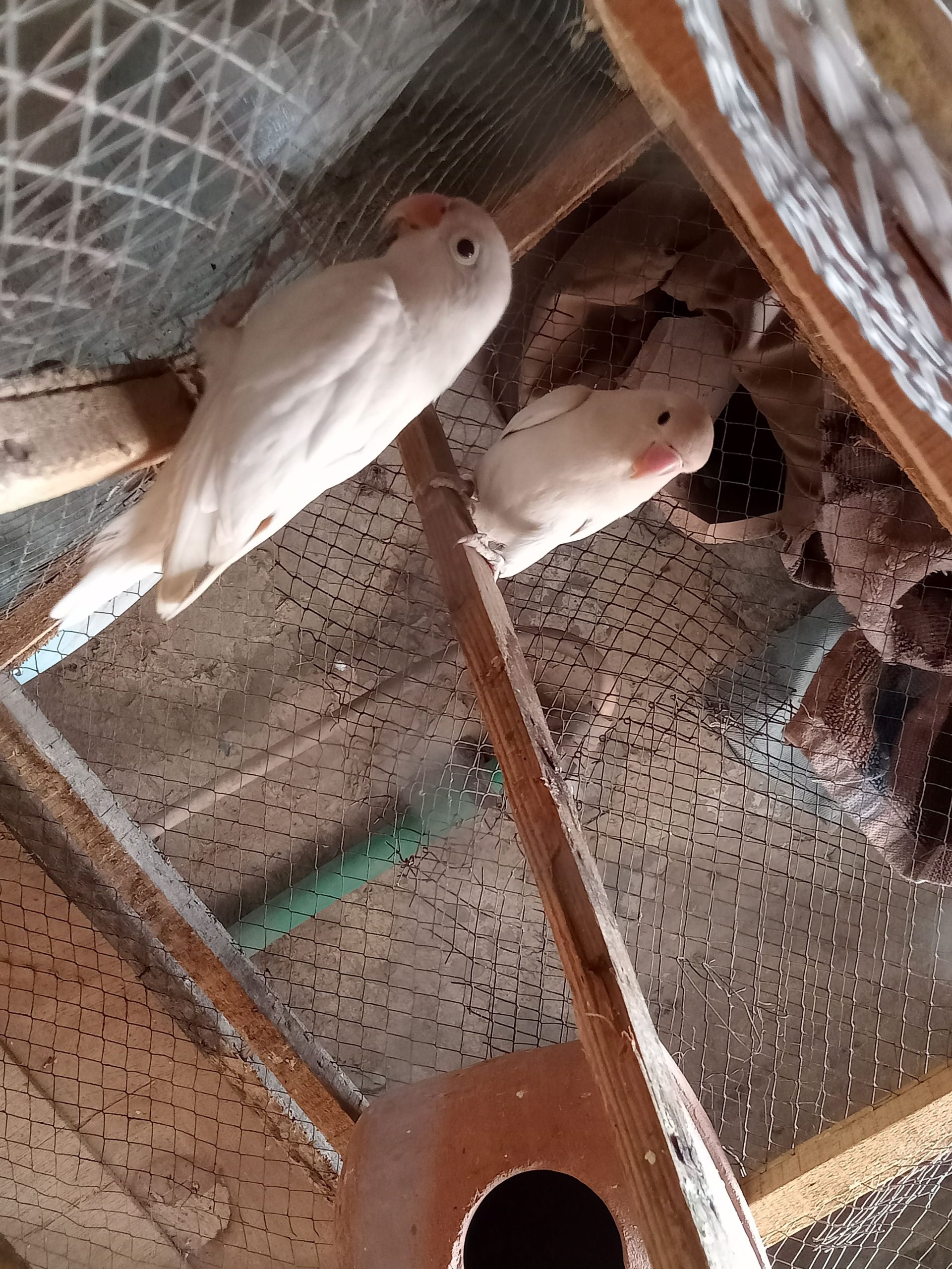 Albino split red eye by ali prinxe