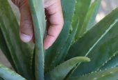 Alovera plant all Pakistan delivered by Rafhan Mayo
