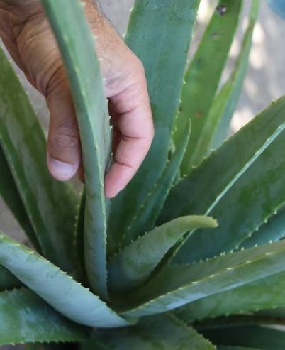 Alovera plant all Pakistan delivered by Rafhan Mayo