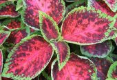 Coleus plants 🎍🌵 by Rafhan Mayo