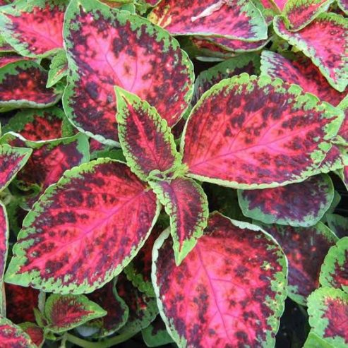 Coleus plants 🎍🌵 by Rafhan Mayo