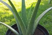 Alovera plant all Pakistan delivered by Rafhan Mayo