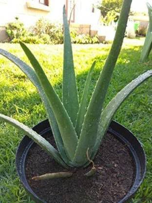 Alovera plant all Pakistan delivered by Rafhan Mayo