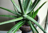 Alovera plant all Pakistan delivered by Rafhan Mayo