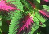 Coleus plants 🎍🌵 by Rafhan Mayo
