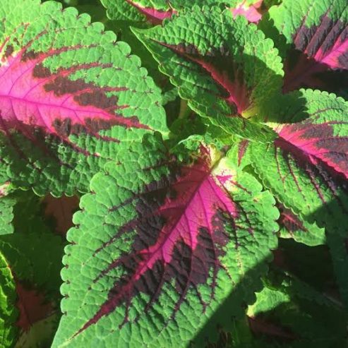 Coleus plants 🎍🌵 by Rafhan Mayo
