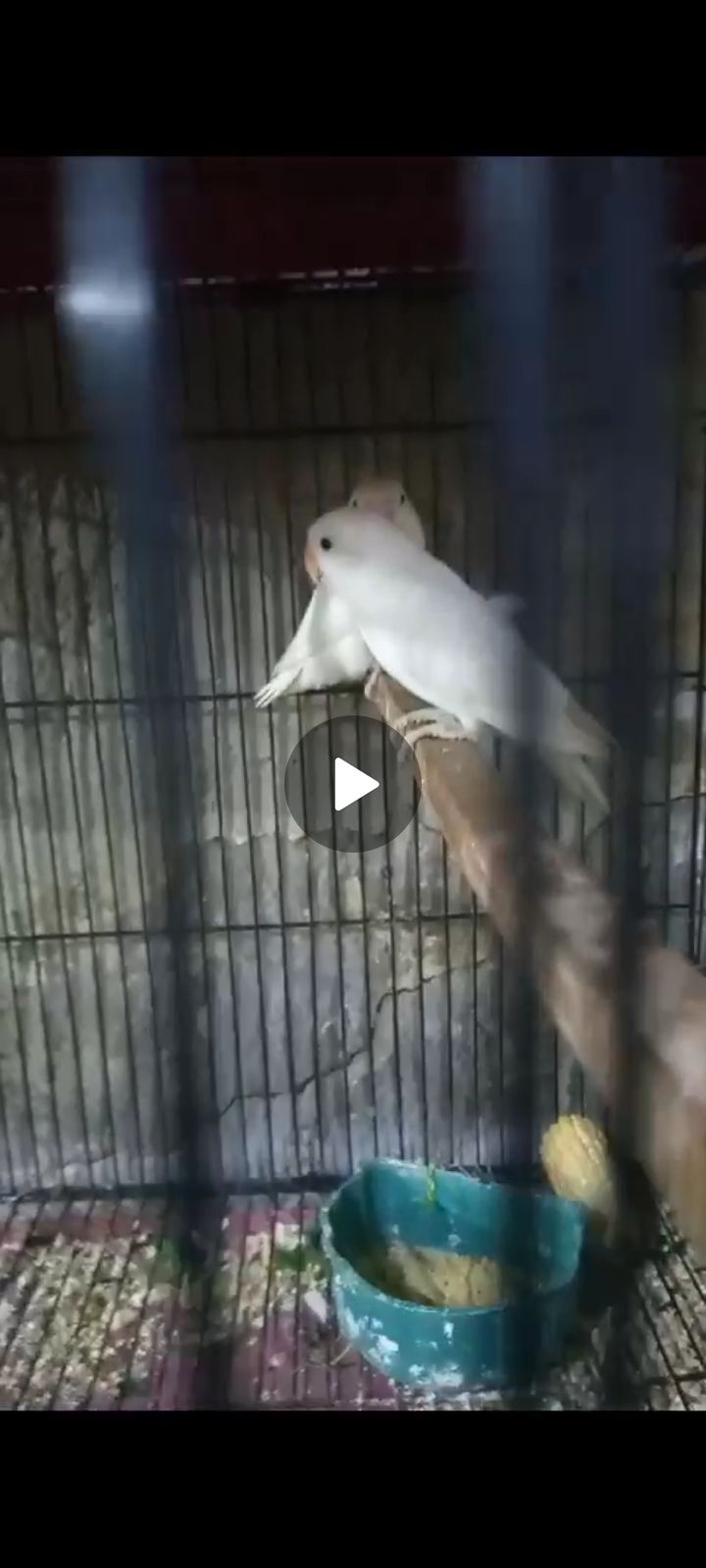 Albino split red eye by ali prinxe