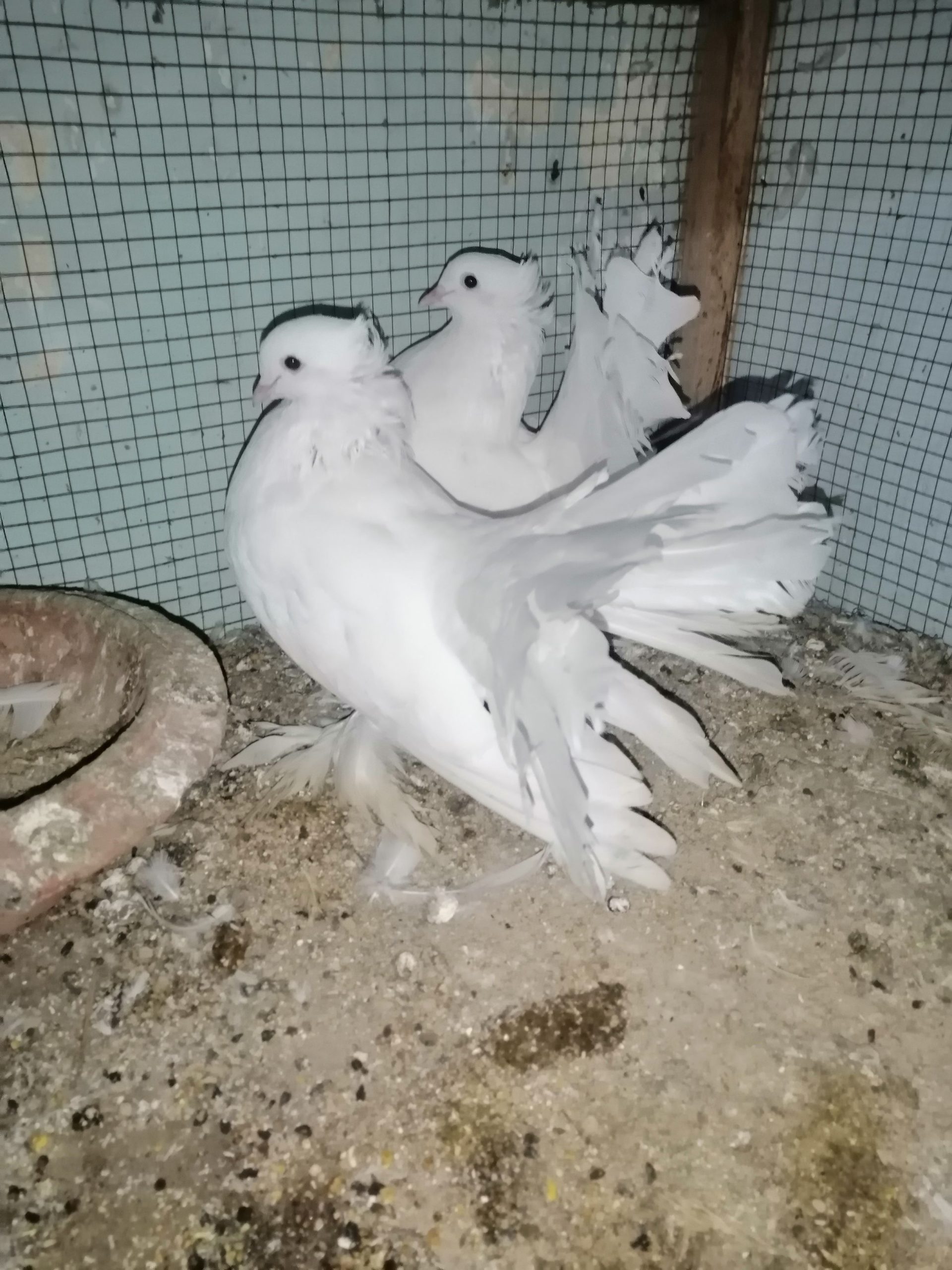 انڈین فین ٹیل جوڑا by Safi Ullah