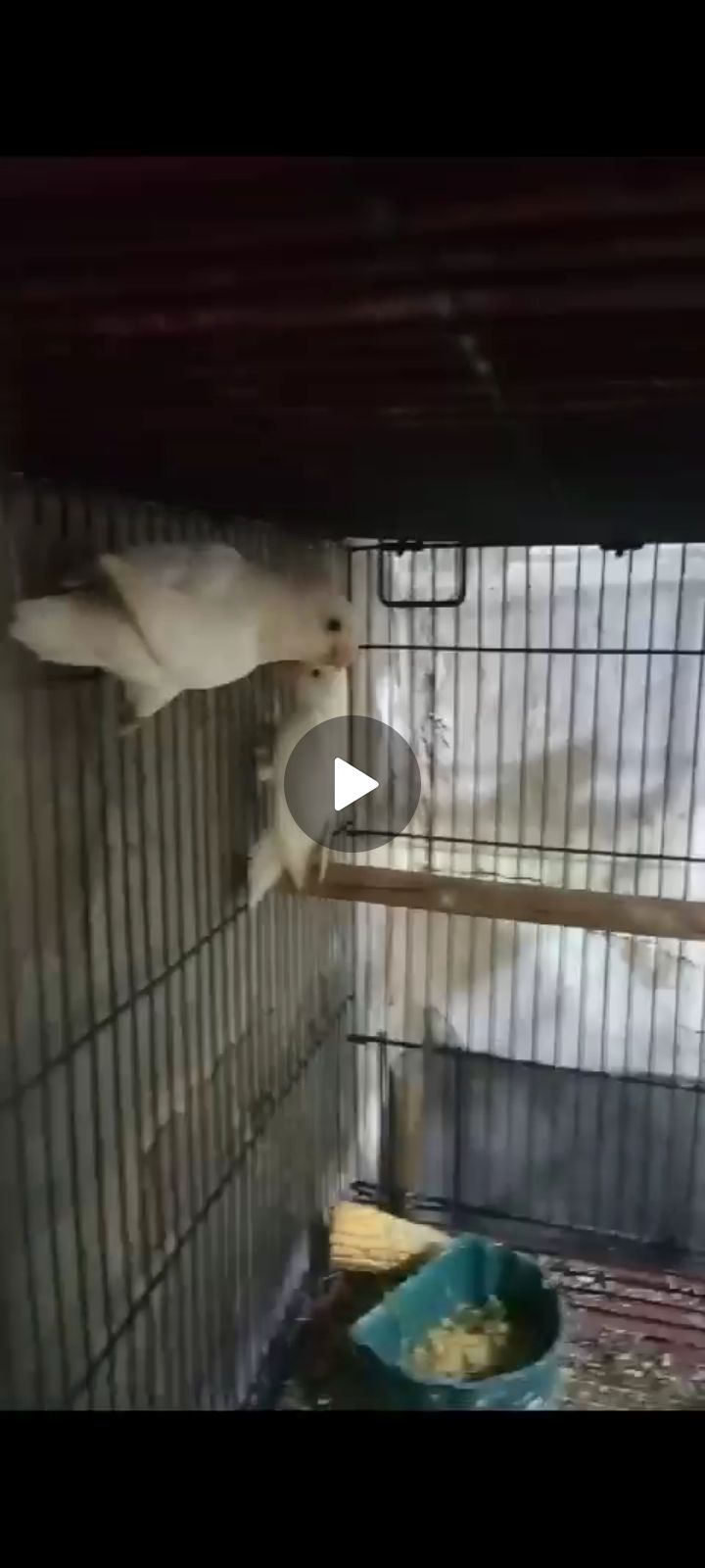 Albino split red eye by ali prinxe