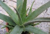 Alovera plant all Pakistan delivered by Rafhan Mayo