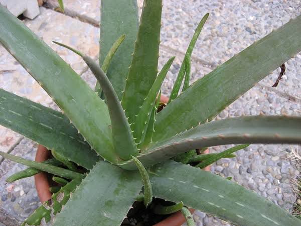 Alovera plant all Pakistan delivered by Rafhan Mayo