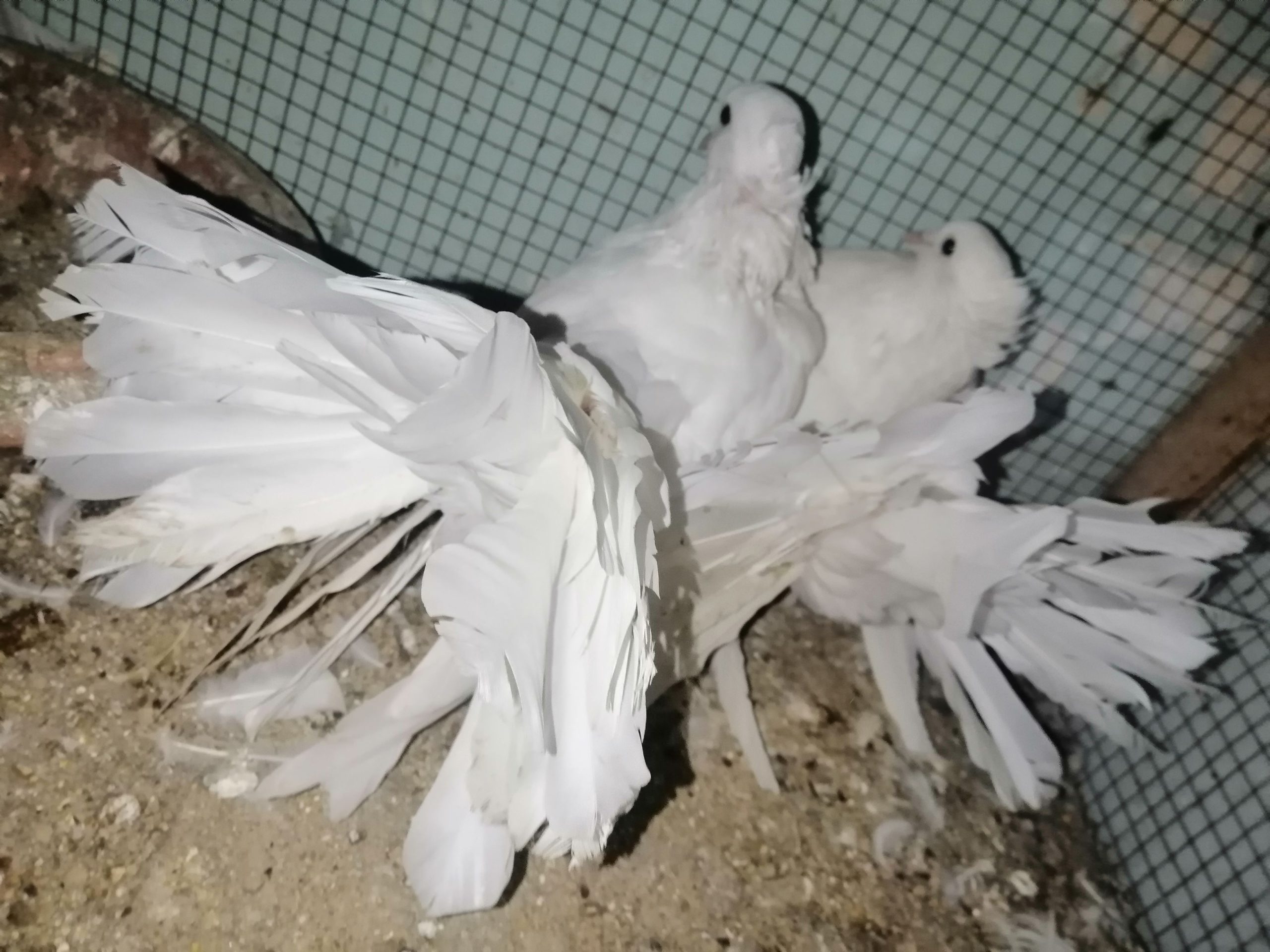 انڈین فین ٹیل جوڑا by Safi Ullah