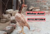 Aseel Madi for sale by Zohaib Minhas