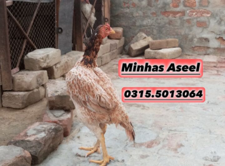 Aseel Madi for sale by Zohaib Minhas