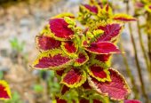 Coleus plants 🎍🌵 by Rafhan Mayo