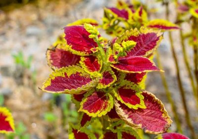 d40716dd-3790-4f1c-a60a-16fb703a8ae5