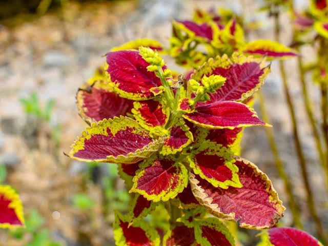 Coleus plants 🎍🌵 by Rafhan Mayo