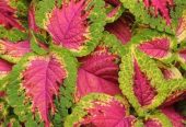Coleus plants 🎍🌵 by Rafhan Mayo