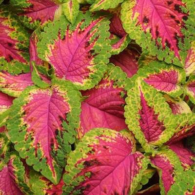 Coleus plants 🎍🌵 by Rafhan Mayo