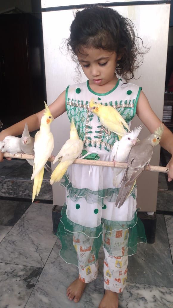 Cocktail handtame bird by Azam Bzu