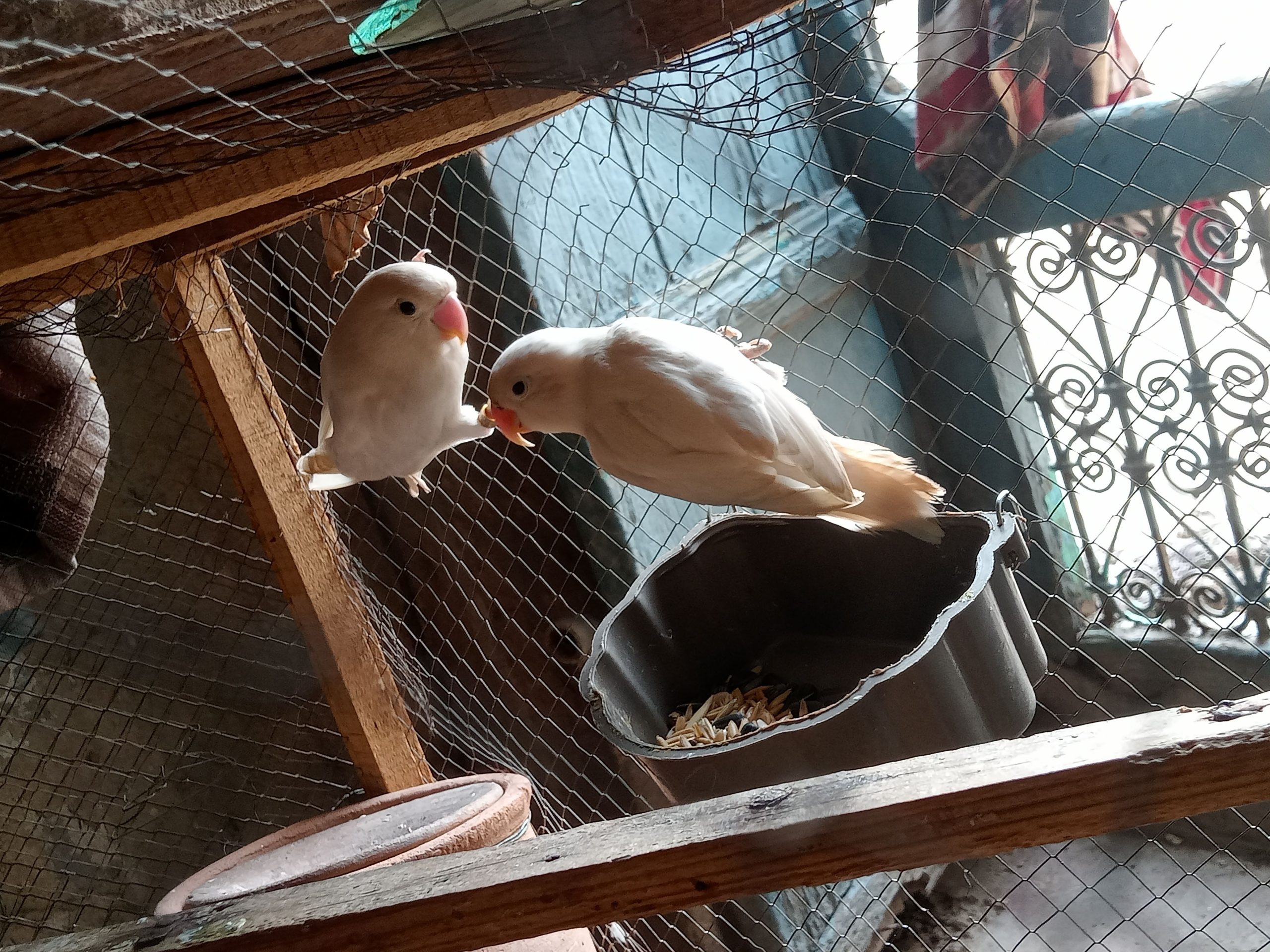 Albino split red eye by ali prinxe