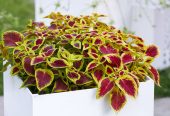 Coleus plants 🎍🌵 by Rafhan Mayo