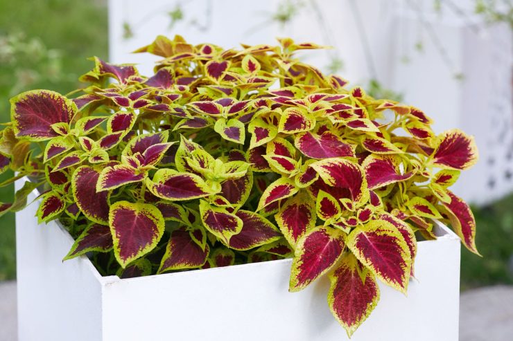 Coleus plants 🎍🌵 by Rafhan Mayo