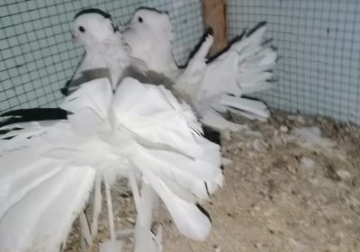 f9f197ea-3761-4918-93ce-dc9b3b5541c6