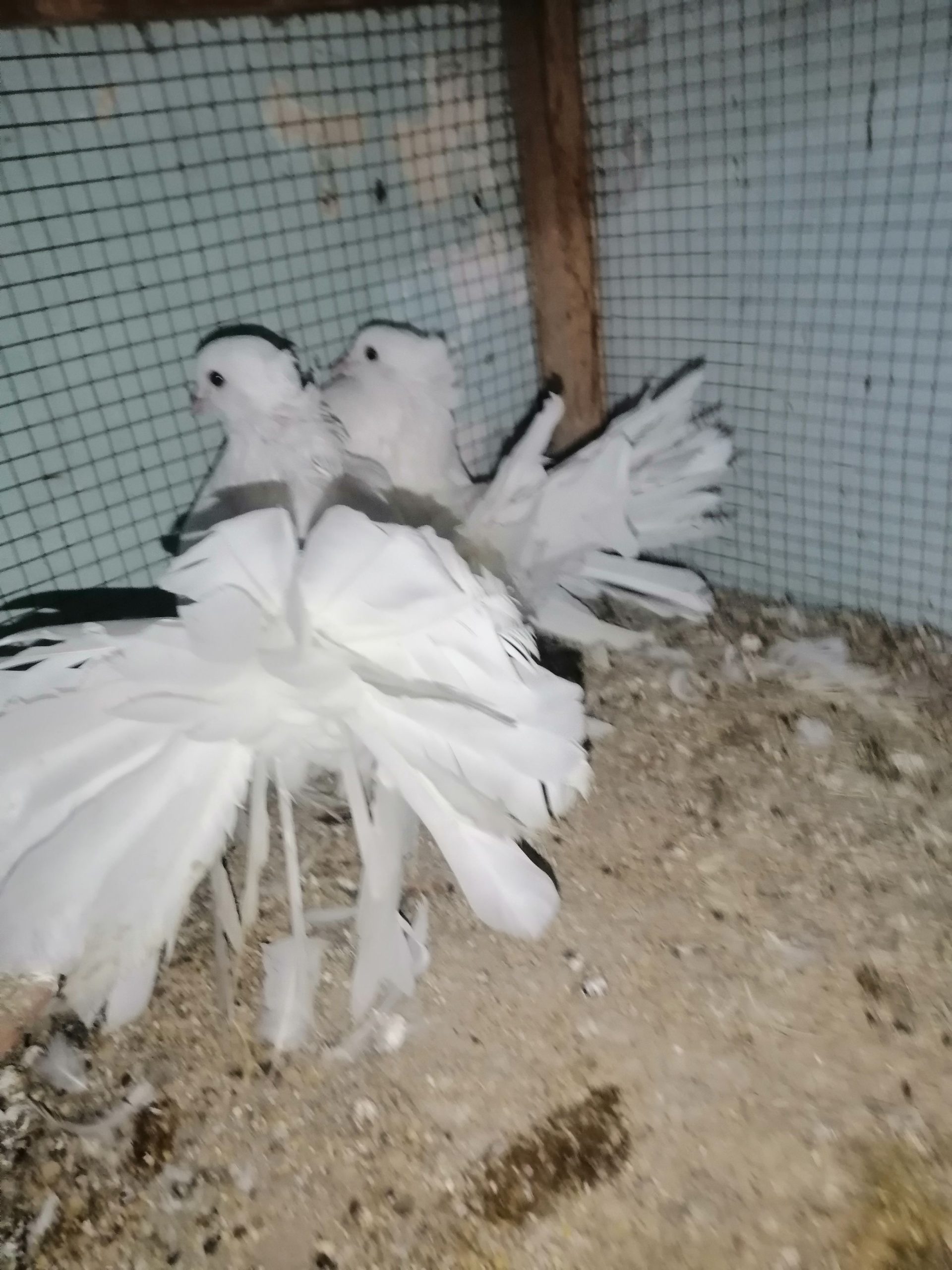 انڈین فین ٹیل جوڑا by Safi Ullah