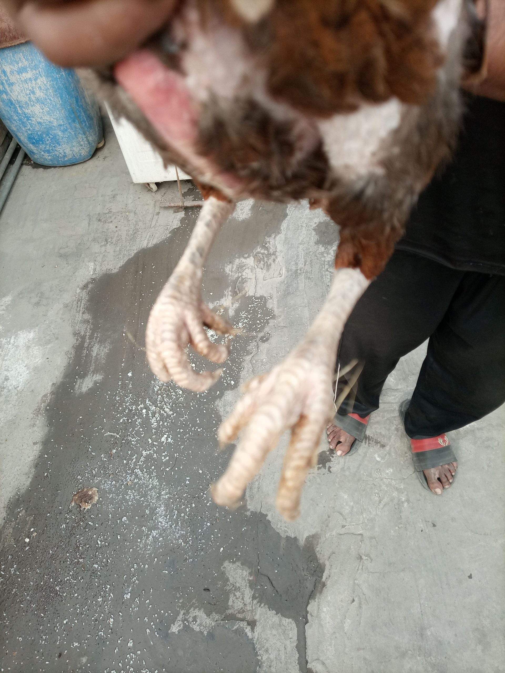 Aseel female for sale by Hassan iqbal Hassan iqbal