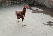 Aseel female for sale by Hassan iqbal Hassan iqbal