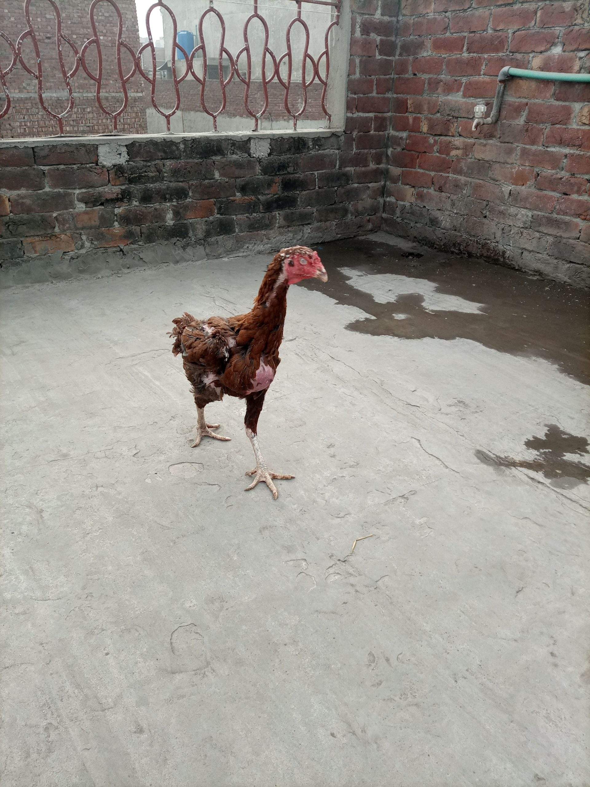 Aseel female for sale by Hassan iqbal Hassan iqbal