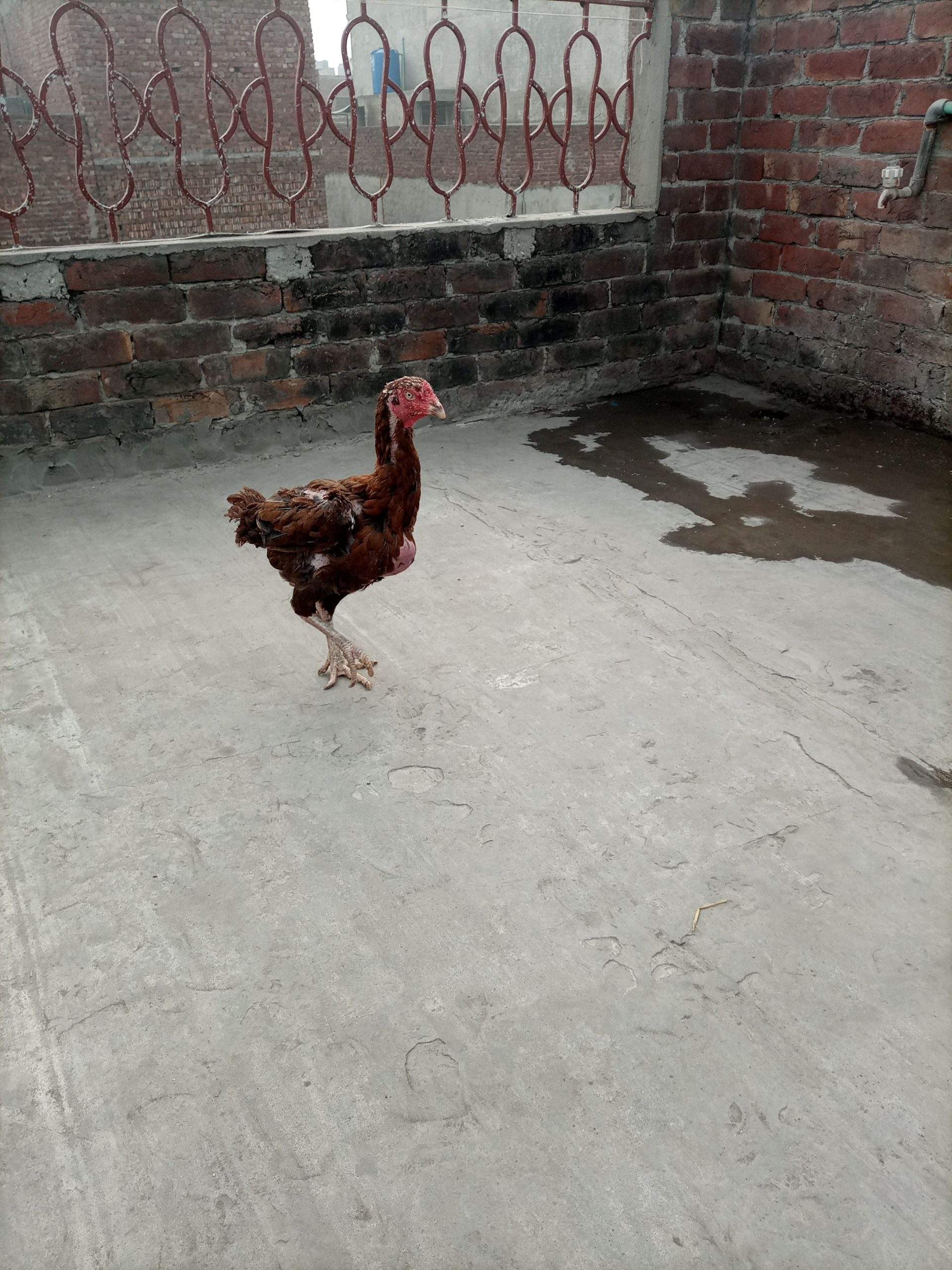 Aseel female for sale by Hassan iqbal Hassan iqbal