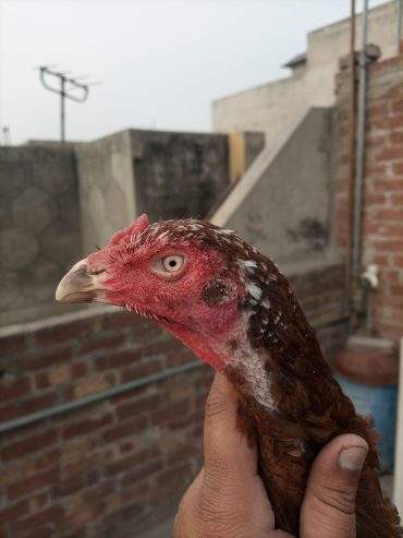 Aseel female for sale by Hassan iqbal Hassan iqbal