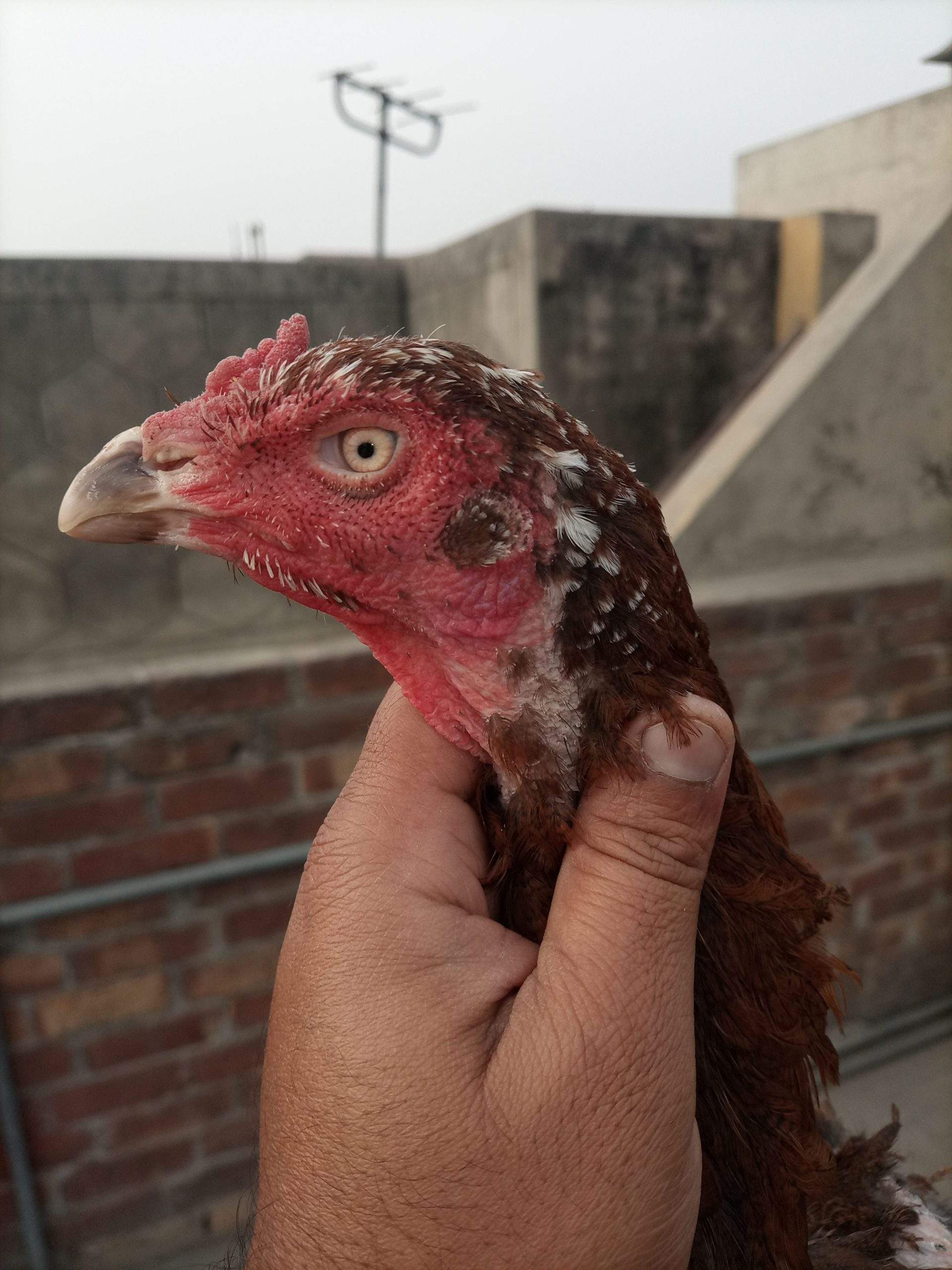 Aseel female for sale by Hassan iqbal Hassan iqbal