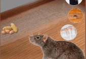 Transparent rat trap magic carpet by Abdul Jabar