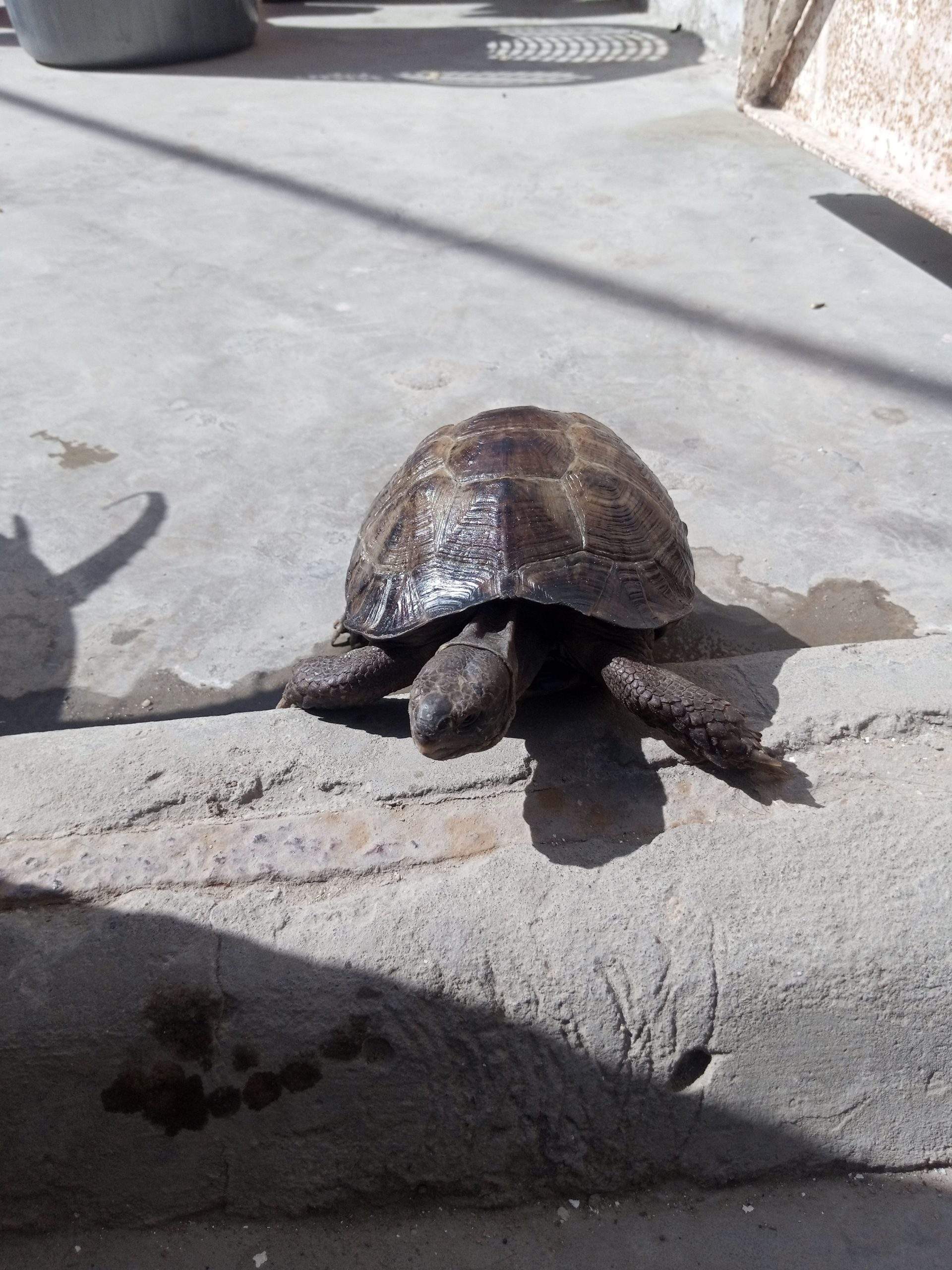 17000 by Saniyal Zaib