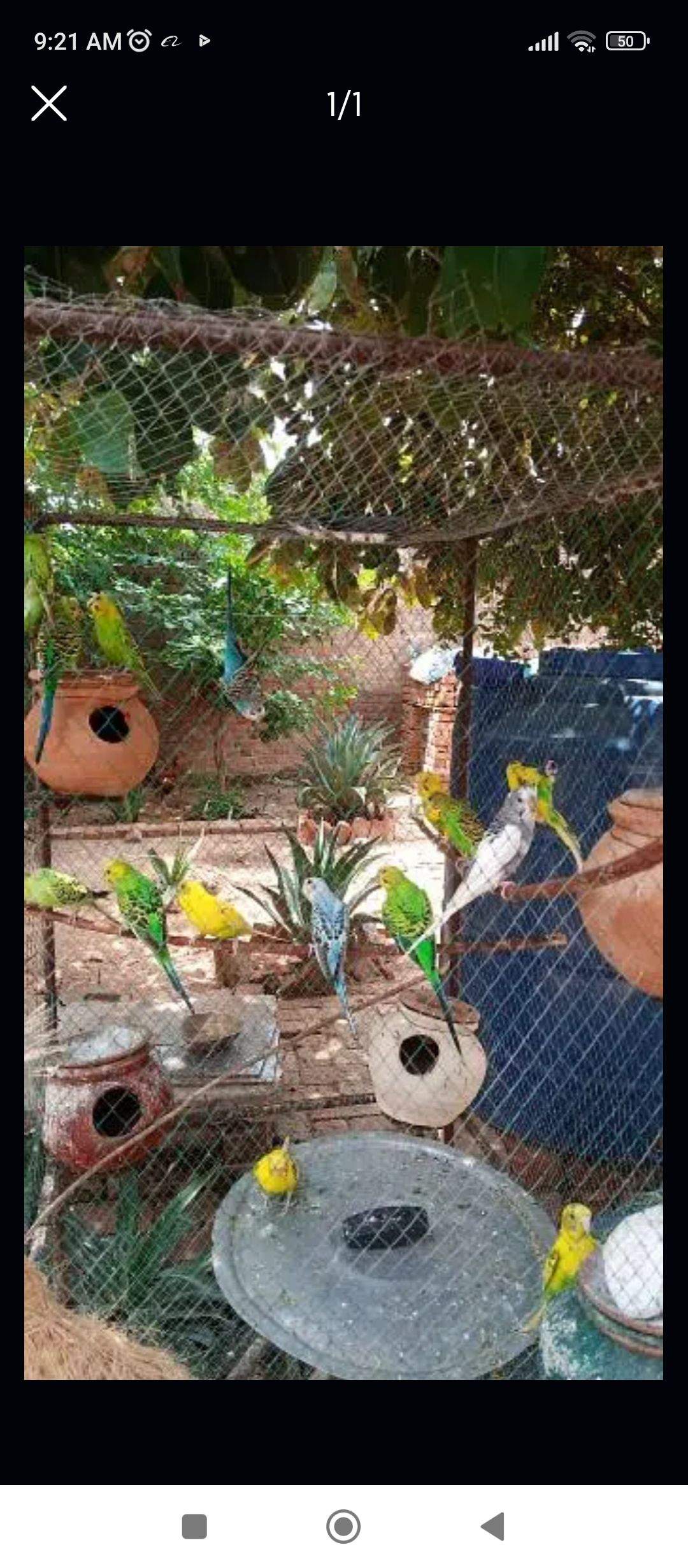 budgies by Ahmed Ali